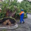 Rainy season means lots of falling trees – avoid parking under trees and get Special Perils insurance