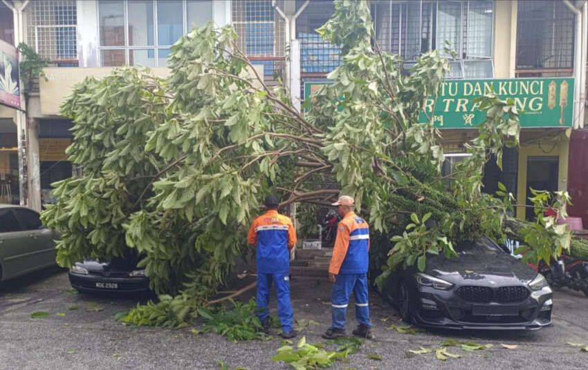 Rainy season means lots of falling trees – avoid parking under trees and get Special Perils insurance 1607457