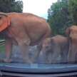 Herd of elephants say ‘hello’ to Bezza on East-West Highway, shake the car – what should we do/not do?
