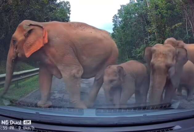 Motorists in small vehicles advised to avoid East-West Highway at night due to possible wildlife encounters
