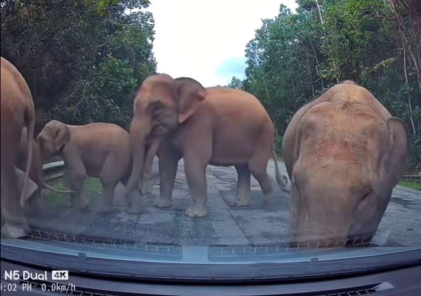 Herd of elephants say ‘hello’ to Bezza on East-West Highway, shake the car – what should we do/not do? 1874269