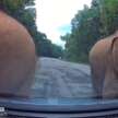 Herd of elephants say ‘hello’ to Bezza on East-West Highway, shake the car – what should we do/not do?