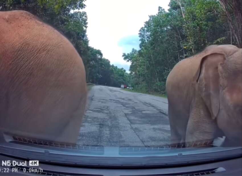 Herd of elephants say ‘hello’ to Bezza on East-West Highway, shake the car – what should we do/not do? 1874270