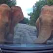 Herd of elephants say ‘hello’ to Bezza on East-West Highway, shake the car – what should we do/not do?