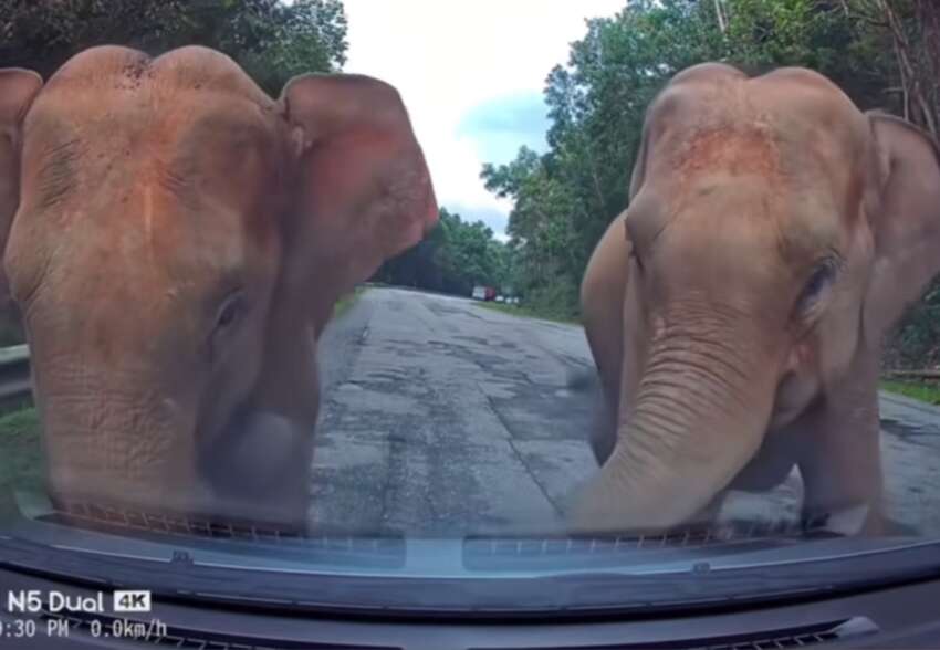 Herd of elephants say ‘hello’ to Bezza on East-West Highway, shake the car – what should we do/not do? 1874271