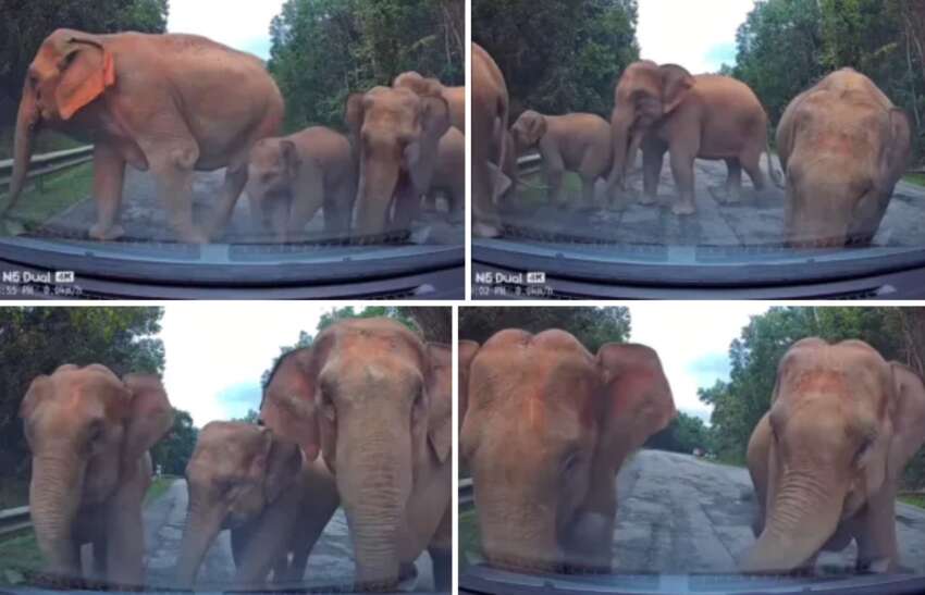 Herd of elephants say ‘hello’ to Bezza on East-West Highway, shake the car – what should we do/not do? 1874276